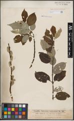 Foto von Salix caprea L.